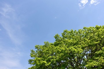 昭和記念公園の新緑