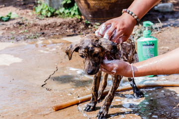 dog taking a shower with soap and water
