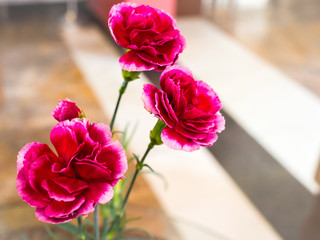 Carnation flower, soft focus