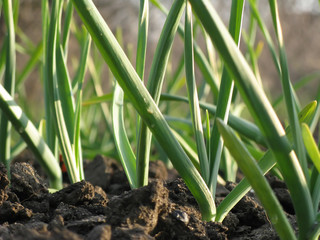 Garlic Plants on a Ground / Early garlic plants on a ground in spring close up