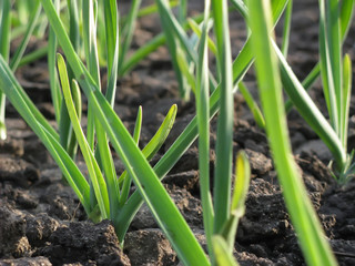 Garlic Plants on a Ground / Early garlic plants on a ground in spring close up