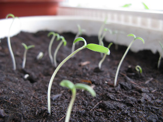 Sprouts of Tomato Plants / Sprouts of tomato plants in a plastic pot close up