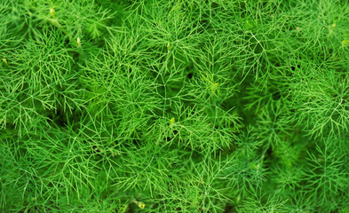 Dill growing in the garden top view. Green abstract background
