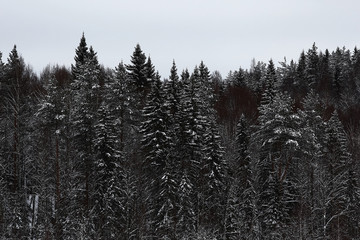 Snow-covered winter russian forest