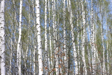 Fototapeta premium Trunks of birch trees in forest / birches in sunlight in spring / birch trees in bright sunshine / birch trees with white bark / beautiful landscape with white birches