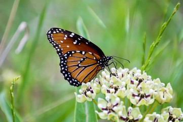 Queen butterfly on antelope horn milkweed