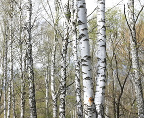 Obraz premium Trunks of birch trees in forest / birches in sunlight in spring / birch trees in bright sunshine / birch trees with white bark / beautiful landscape with white birches