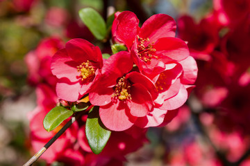 Fototapeta na wymiar Bright flowers of Chinese quince on a sunny day. Red flowers. A decorative shrub in the park is abundantly blooming red.