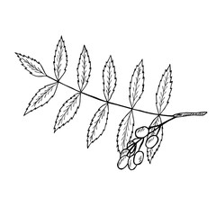 Neem or nimtree, medicinal plant. Ayurvedic Herb. Hand drawing ink illustration. Design for essential oil, natural cosmetics, treatment, aromatherapy, homeopathy. For print, poster, logo, label.