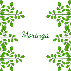 Moringa oleifera, medicinal plant. Hand drawn botanical sketch illustration, border. Template, banner.