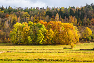 Autumn tree layers