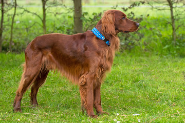Irish Setter