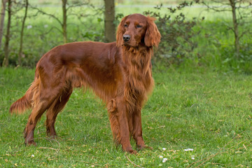 Irish Setter
