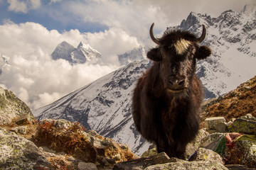 Yak im Himalaya, Nepal