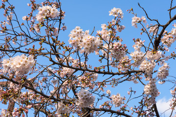 春の井の頭公園　青空と桜の花