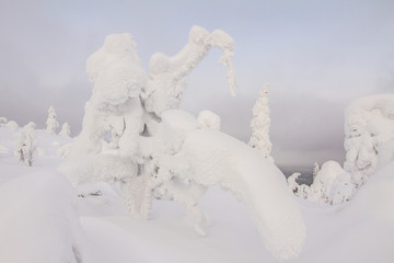 Winter in Lappland