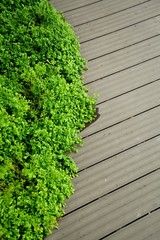the green plants on the wall in the garden