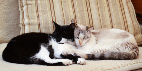 Two cats cuddling on the couch