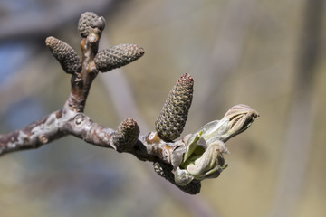 Flowering branch of the walnut. 