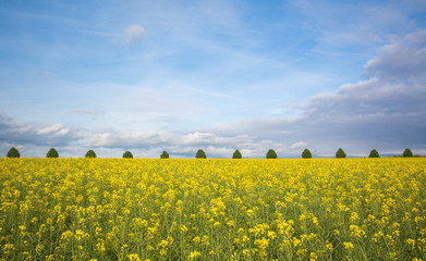 Bright yellow mustard field buildings against blue sky in summer