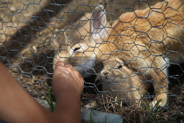 feeding bunnies