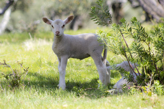 Lamb in nature looking at camera