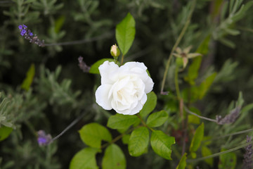 white rose