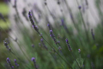 lavender