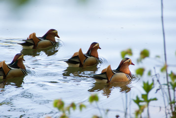 Jarun lake ducks