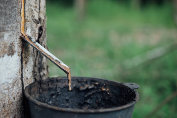 Close-up of the rubber latex extracted from rubber tree