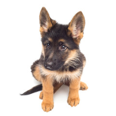 A beautiful puppy is the German shepherd, isolated on a white background. Fluffy dog close-up of brown and black color