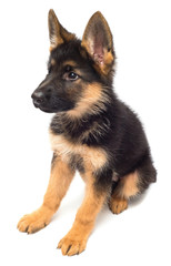 A beautiful puppy is the German shepherd, isolated on a white background. Fluffy dog close-up of brown and black color