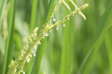 paddy stalk and flowers.rice flower.