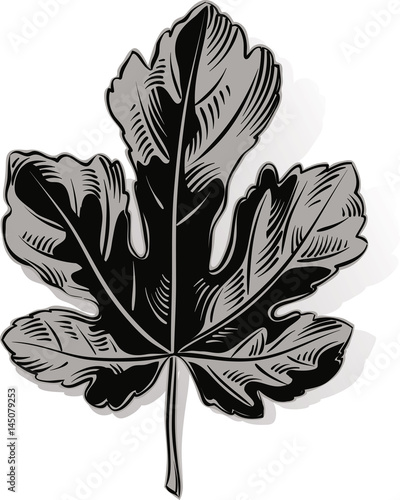 "fig leaf on a white background." Stock image and royalty-free vector