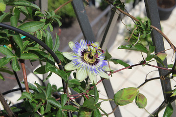 Passionsblume Passiflora Caerulea