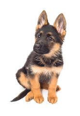 A beautiful puppy is the German shepherd, isolated on a white background. Fluffy dog close-up of brown and black color