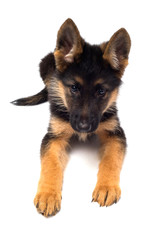 A beautiful puppy is the German shepherd, isolated on a white background. Fluffy dog close-up of brown and black color