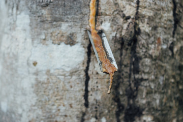 Close-up of the rubber latex extracted from rubber tree