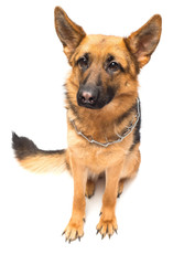 Beautiful adult german shepherd posing isolated on white background. Fluffy dog close-up of brown and black color