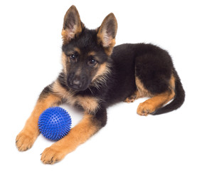 A beautiful puppy is the German shepherd playing with the ball, isolated on a white background. Fluffy dog close-up of brown and black color