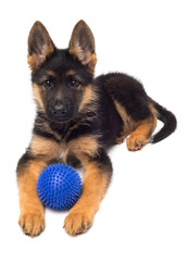 A beautiful puppy is the German shepherd playing with the ball, isolated on a white background. Fluffy dog close-up of brown and black color