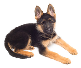 A beautiful puppy is the German shepherd, isolated on a white background. Fluffy dog close-up of brown and black color