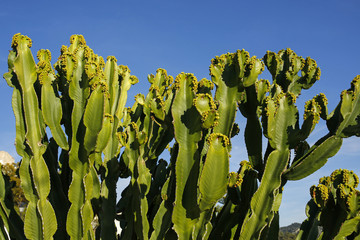cactus against blue sky