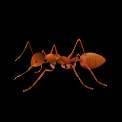Ant isolated on black background