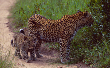 Südafrika: Leopardenmutter mit Baby auf Sandspur