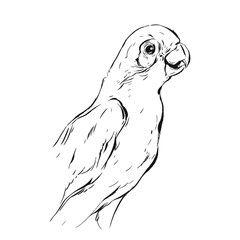 Hand drawn vector abstract graphic ink realistic tropical parrot sketch isolated on white background.Design for save the date,coloring book,wedding,birthday,decoration.Paradise bird collection