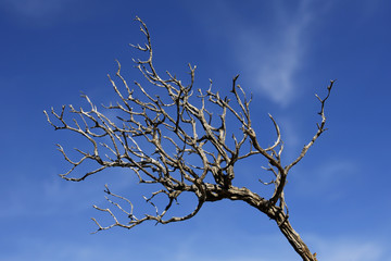 bare twig against blue sky