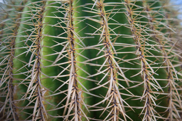 Cactus close-up