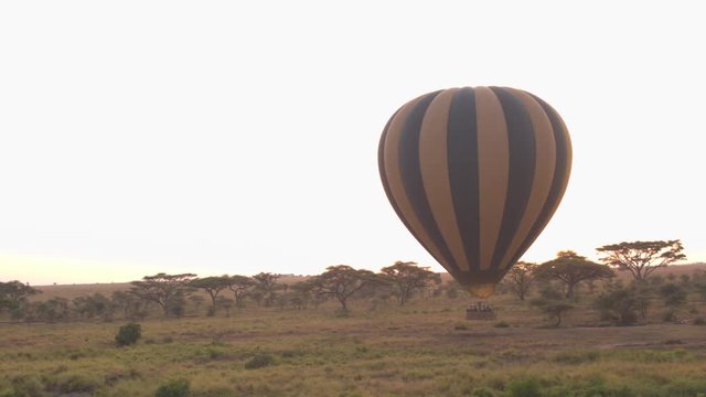 AERIAL, CLOSE UP: Pilot steering safari hot air ballon by descending trying to land on short grass savannah field at golden light sunset. Tourists ending dreamy journey of a lifetime in wild Africa 
