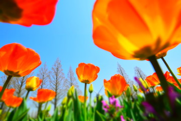 Obraz premium tulips